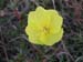 Large Flowered Evening Primrose 01