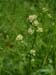 MarchBedstraw