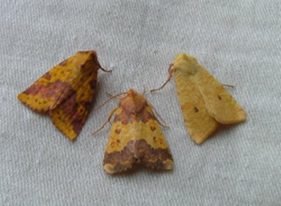 Pink-Barred Sallow, Barred Sallow and The Sallow © Iva