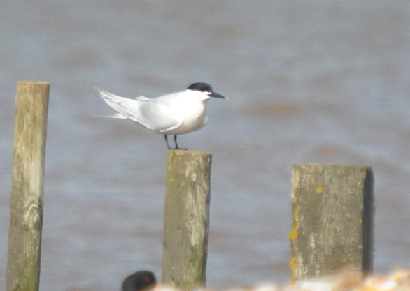 http://www.dawlishwarren.co.uk/_Images/Sandwich%20tern%20020413.jpg